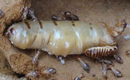 白蚁防治